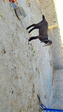 totapuri bakri 1 Gulabi gidi