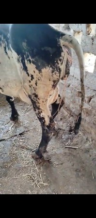 ગાય વેચવાની છે