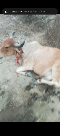 થંબનેલ 3