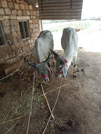 વાંસડા વેચવા ના છે