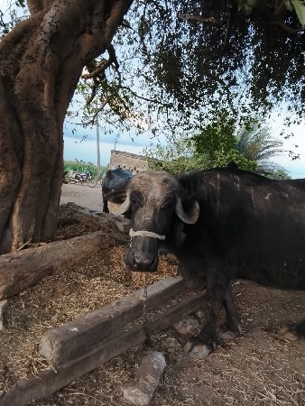 થંબનેલ 3