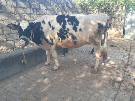 h.f વેચવાની છે