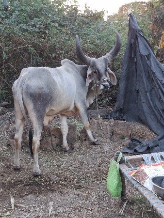 બળદ વેચવાના છે
