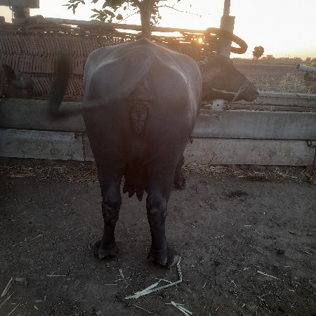 થંબનેલ 2