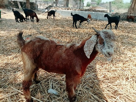 આ બકરો વેચવાનો છે