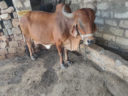 ગાય વેચવાની છે