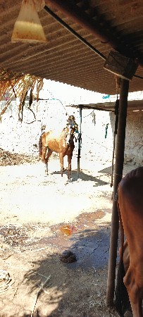 ઘોડી ભાવ માં દેવાની સે