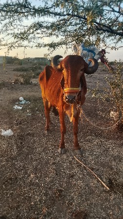 દેવભૂમિ દ્વારકા
