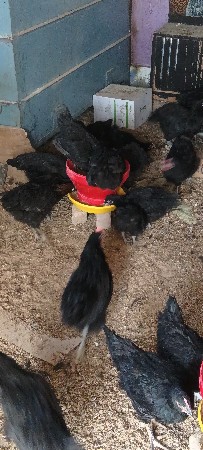 સાડા ચાર મહિનાની