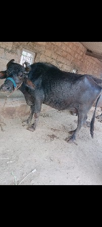 ભૈસ વૅચવાની છે