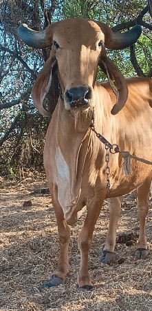 थंबनेल 2