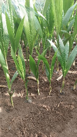 લોટન નારીયેળ ના રોપા વેચવાના છે