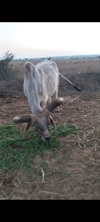 બધી જવાબદારી