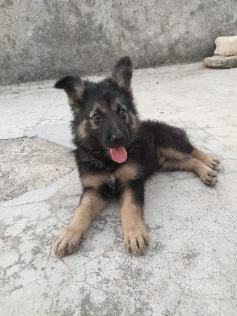 German shepherd dog 2 month