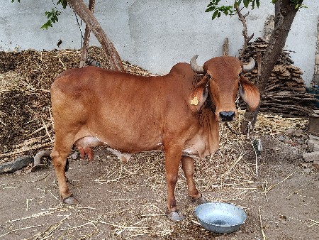 ૧૦ દિવસ ની વાર છે