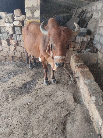 थंबनेल 3