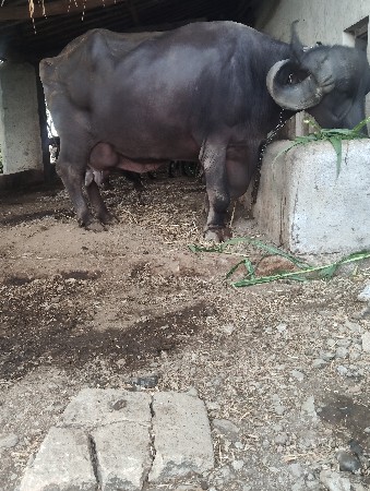 બીજી વેતર