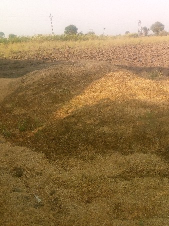 ચણા નું ખારી યુ