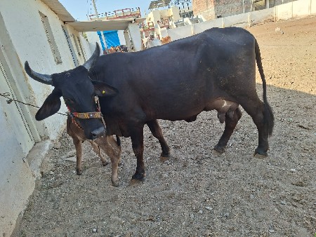 જર્સી ગાય વેચવાની