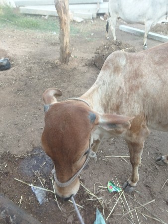 વેચવાની છે