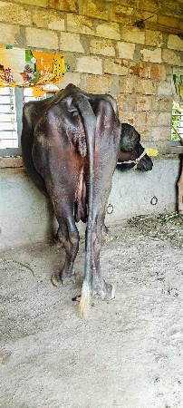 ભેંસ વેચવાની