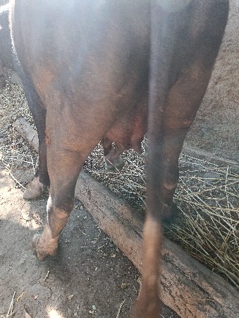 પેલો ખડેલી વેચવાની છે