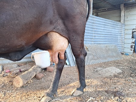 ગાય વેચવાની છે