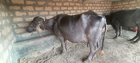 थंबनेल 2