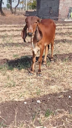 Vacharadi vechavani che