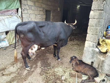 थंबनेल 3