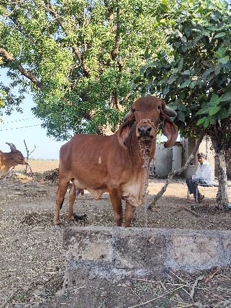 ગીર ગાય વેચવા ની છે