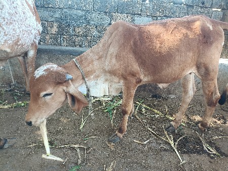 थंबनेल 2