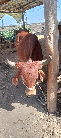 વોળકી દેવાની છે