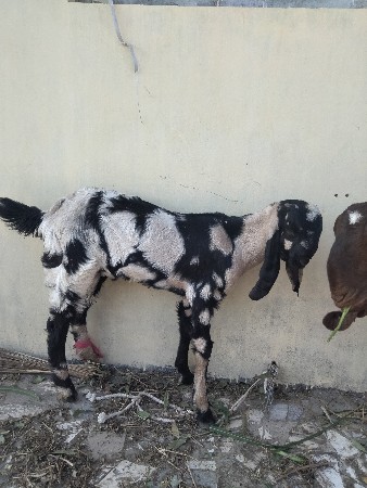 બકરી અને બકરો વેચવાનો છે