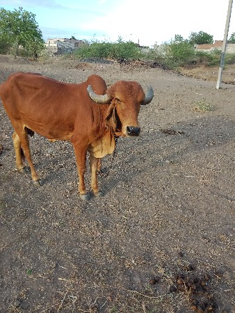 વૅચવાનિ છૅ