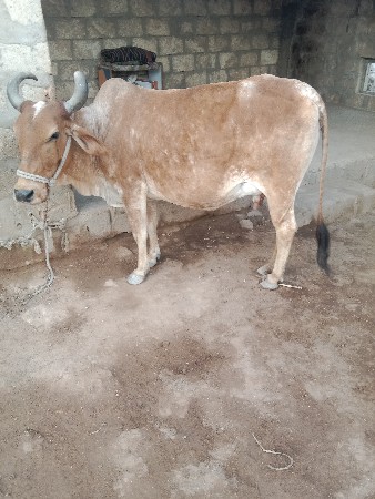 थंबनेल 3