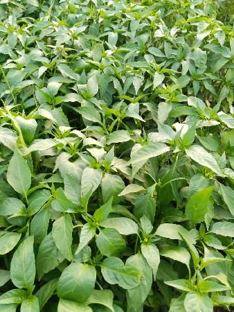 marchi no rop 
verayty..730