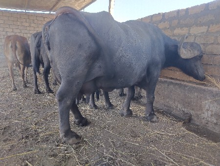 બે ભેંસ વેચવાની છે