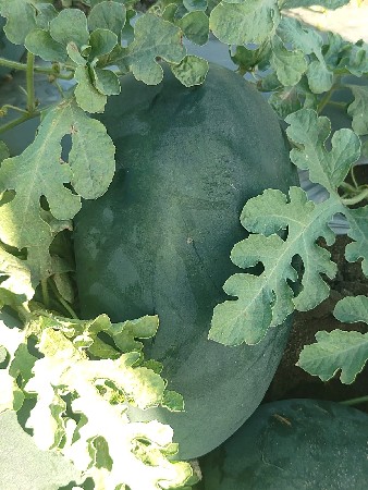 થંબનેલ 3