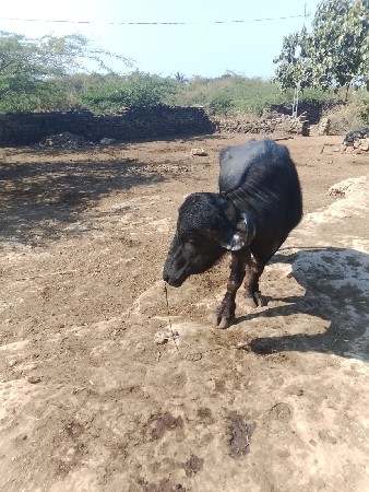 આ પાડો વેચવાનો છે