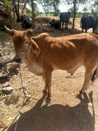 थंबनेल 2