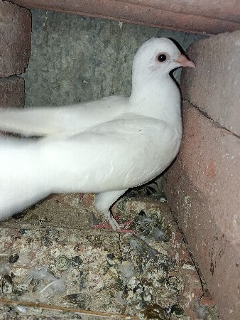 વેચવા ના છે