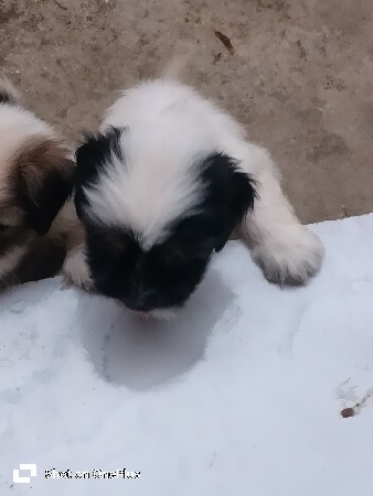 थंबनेल 3