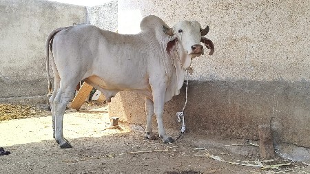 શ્વેત કપિલો બુલ