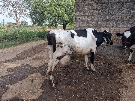 थंबनेल 3