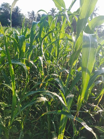 જુવાર નો ચારો લીલો