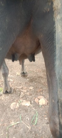 ખડેલી વેચવાની છે