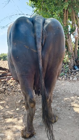 ભેંસ વેચવાની છે