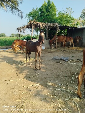 વછેરી 4 મહિના ની સે