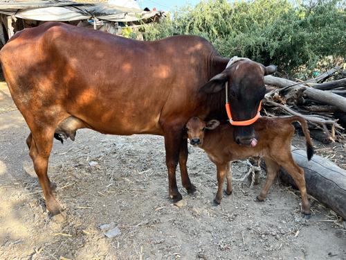 જર્સી ગાય વેસવાની છે